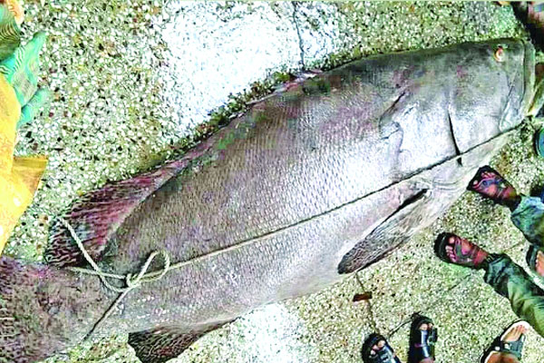১৪০ কেজির কৈবোল, ১ লাখ ৩০ হাজারে বিক্রি