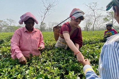 ভোটের হাওয়া; বাগানে গিয়ে ‘চা’ পাতা তুললেন প্রিয়াঙ্কা গান্ধী!