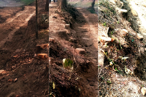 টেন্ডার ছাড়াই সামাজিক বনায়নের গাছ কেটে নেয়ার অভিযোগ
