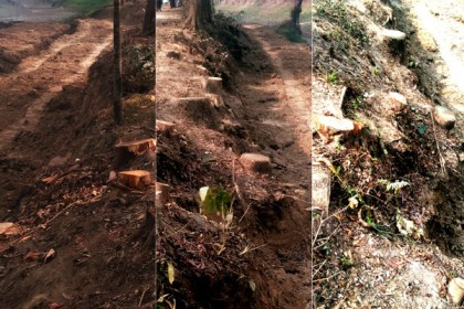 টেন্ডার ছাড়াই সামাজিক বনায়নের গাছ কেটে নেয়ার অভিযোগ