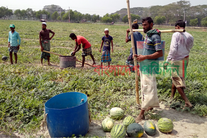 তরমুজের বাম্পার ফলন, কৃষকের মুখে হাসি
