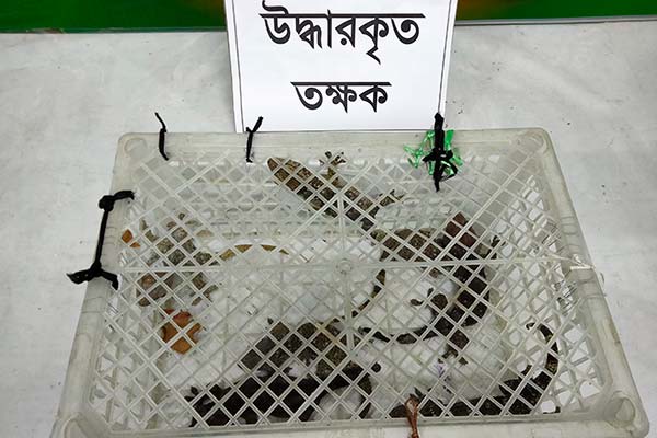 কিশোরগঞ্জে তক্ষকসহ একজন আটক 