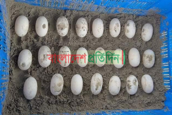সুন্দরবনে ডিম পেড়েছে বিলুপ্ত প্রজাতির দুটি কচ্ছপ 
