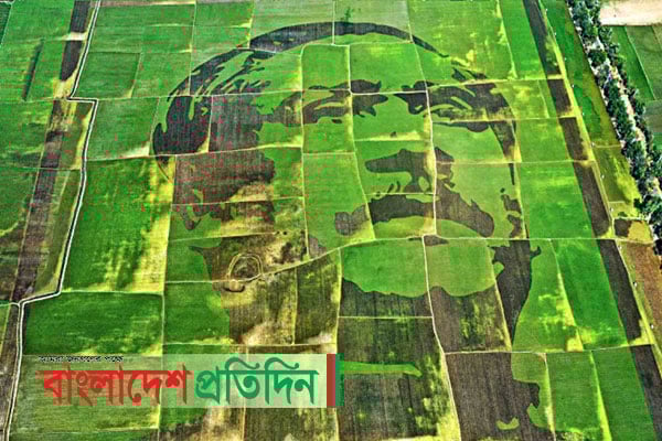 ধানের চারা ‌দিয়ে বঙ্গবন্ধুর ছবি 