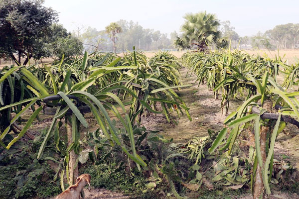ড্রাগন চাষে চাঁন মিয়ার সফলতা 