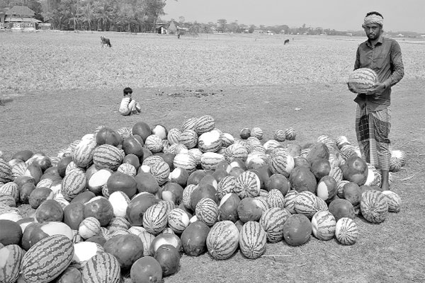 খেতেই বিক্রি হচ্ছে পাকা তরমুজ