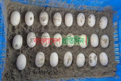 সুন্দরবনে ডিম পেড়েছে বিলুপ্ত প্রজাতির দুটি কচ্ছপ 