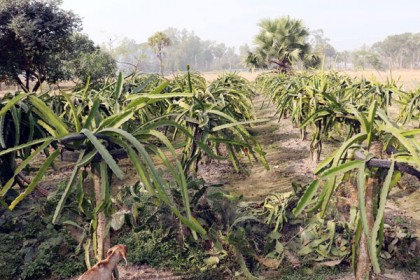 ড্রাগন চাষে চাঁন মিয়ার সফলতা 