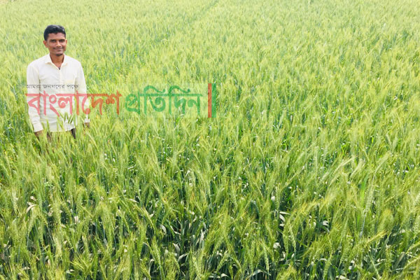 দু’ফসলি জমিতে গম চাষে সাফল্য