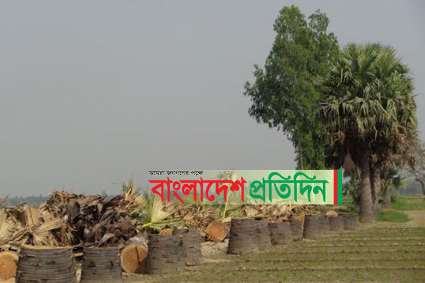 মানিকগঞ্জে সরকারি রাস্তার তালগাছ নিধন