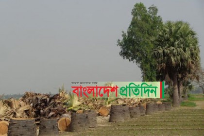 মানিকগঞ্জে সরকারি রাস্তার তালগাছ নিধন
