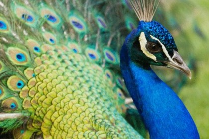স্থানীয়দের আঘাতে বিপন্ন প্রজাতির ময়ূর আহত