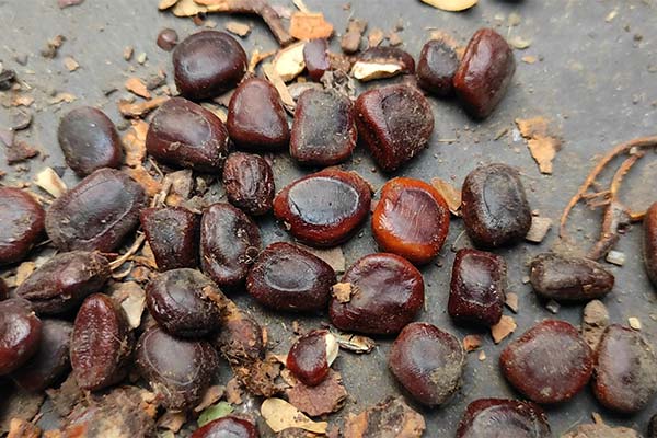 ভারত থেকে তেঁতুল বিচি আমদানি