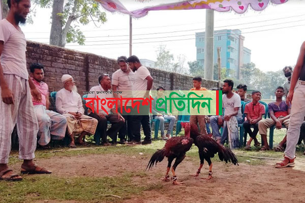 কুমিল্লায় 'আসিল' মোরগের জমজমাট লড়াই