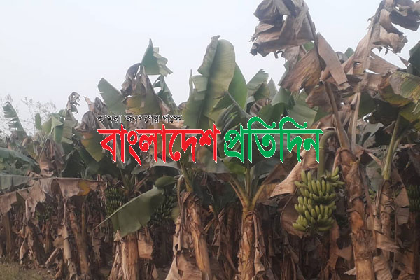 প্রতিপক্ষের বাধায় মরে যাচ্ছে চা আর কলাবাগান 
