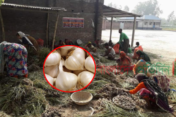 'সাদা সোনা'র বাম্পার ফলনে দাম নিয়ে শঙ্কায় চাষিরা