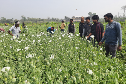 জয়পুরহাটে নিষিদ্ধ পপি চাষ, আটক ৫
