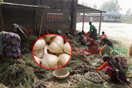 'সাদা সোনা'র বাম্পার ফলনে দাম নিয়ে শঙ্কায় চাষিরা