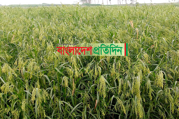 বগুড়ায় জমিতে ফসল থাকতেই দাম উঠল কৃষকের ঘরে
