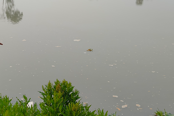 গোমতীতে মাটির পাতিলে নবজাতকের লাশ  