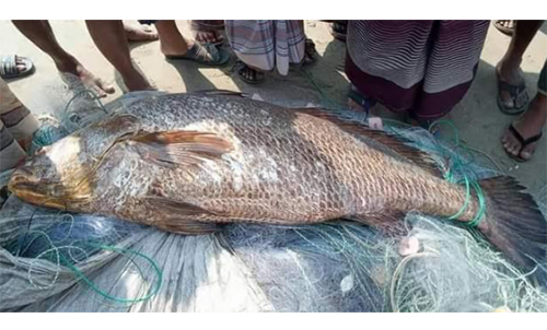 শাহপরীরদ্বীপে জেলের জালে ধরা পড়ল একমণ ওজনের পোয়া মাছ!
