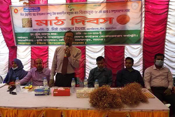 মাগুরায় উচ্চ ফলনশীল বিনা মসুর-৮ নিয়ে মাঠ দিবস