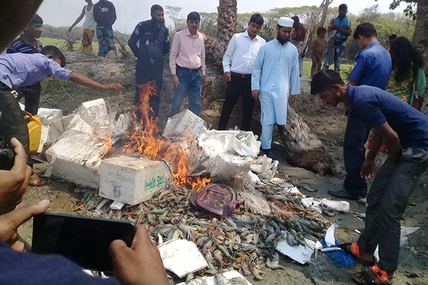বরিশালে জেলিযুক্ত চিংড়ি জব্দ, আটক ২


