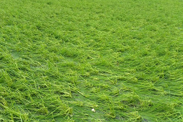 শিলাবৃষ্টিতে হবিগঞ্জে ফসলের ব্যাপক ক্ষতি