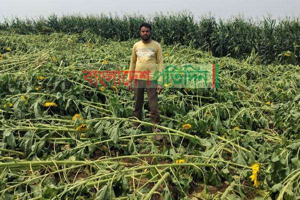 শ্রীমঙ্গলে ঝড়-শিলাবৃষ্টিতে ফসলের ক্ষতি, আহত ২ 