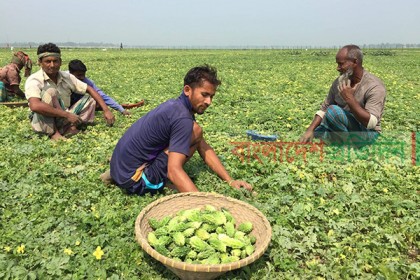 সবজি চাষে বদলে যাচ্ছে জীবনযাত্রা
