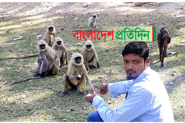 প্রায় সময়ই অভুক্ত থাকে মহেশপুরের ২০০ কালোমুখো হনুমান

