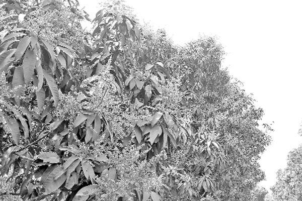 হাঁড়িভাঙ্গায় স্বপ্ন বুনছেন আমচাষিরা