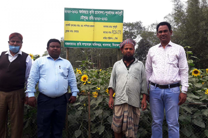 খানসামায় সূর্যমুখী চাষে আগ্রহ বাড়ছে কৃষকদের 