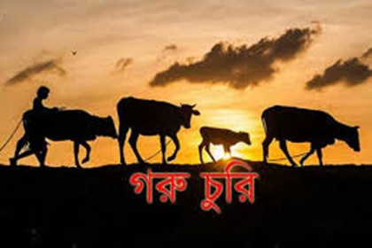 গরু চুরি করতে গিয়ে গৃহকর্তাকে মারধর! 

