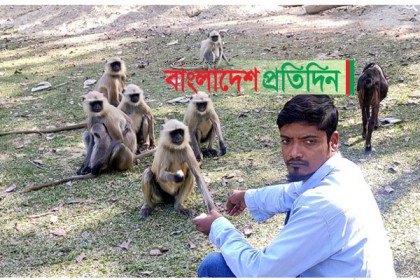 প্রায় সময়ই অভুক্ত থাকে মহেশপুরের ২০০ কালোমুখো হনুমান

