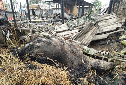 উলিপুরে ভয়াবহ অগ্নিকাণ্ড, গবাদি পশুসহ মালামাল পুড়ে ভস্মীভূত