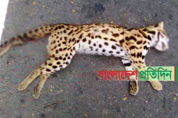 সড়কে ঝড়লো বিপন্ন চিতাবিড়ালের প্রাণ 