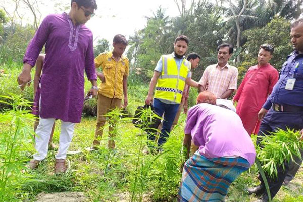  পিরোজপুরে গাঁজা গাছসহ চাষি আটক