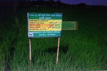 বাগেরহাটে তীব্র লবণাক্ততার মধ্যেও বাড়ছে বোরো ধানের আবাদ