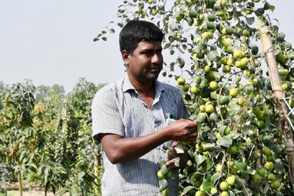 মিশ্র ফলবাগান করে স্বাবলম্বী নওগাঁর শতাধিক কৃষক 