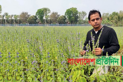 মেক্সিকো-আমেরিকার পুষ্টিগুণসম্পন্ন 'চিয়া' চাষ হচ্ছে ঝিনাইদহে