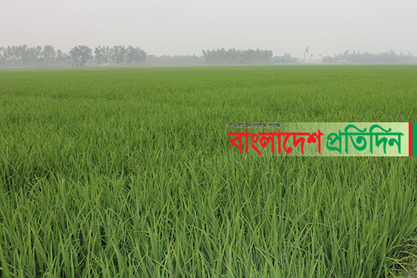 স্বস্তির বৃষ্টিতে বোরো চাষিদের মুখে হাসি 