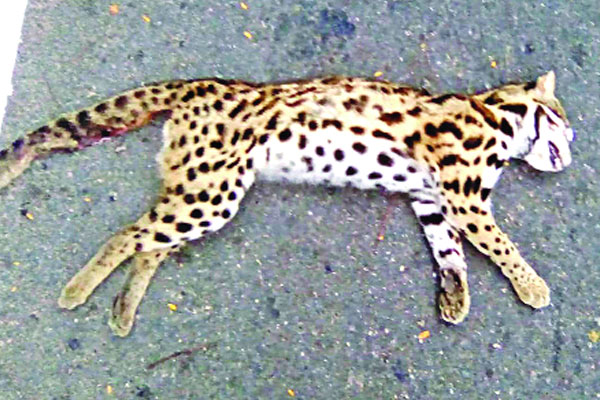 সড়কে ঝরল বিপন্ন চিতাবিড়ালের প্রাণ