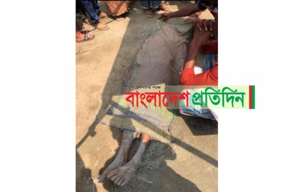 ভাত খাওয়ার সময় গাছ চাপা পড়ে শ্রমিক নিহত 