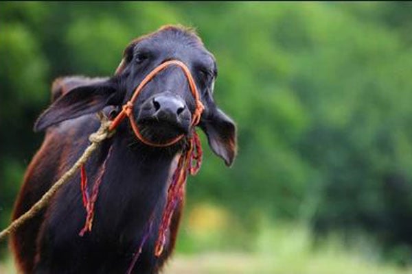 কৃষকের গৃহপালিত 'মহিষের' জন্মদিন উদযাপন করায় মামলা!