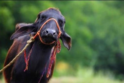 কৃষকের গৃহপালিত 'মহিষের' জন্মদিন উদযাপন করায় মামলা!