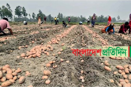 ঠাকুরগাঁওয়ের আলু যাচ্ছে দেশের বাইরে