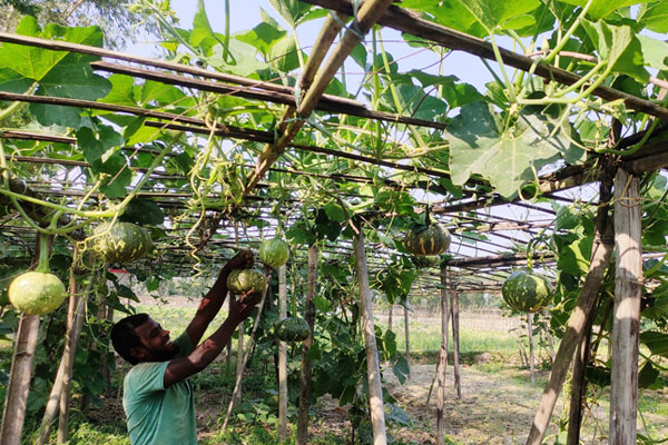 জোনাকি মিষ্টি কুমড়ায় সোনালি স্বপ্ন