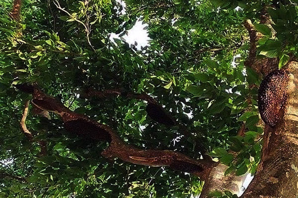 
হারিয়ে যাচ্ছে মৌমাছি ও মৌচাক