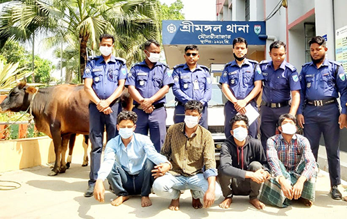 শ্রীমঙ্গলে প্রাইভেট কারে করে গরু চুরি, ৪ চোর আটক